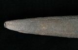 Fossil Marlin (Swordfish) Rostrum - Miocene #16894-2